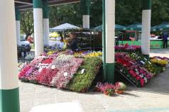 Mini IMG 2347